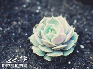 ¶Echeveria lolaʯ³