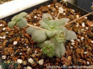 Crassula orbicularis С͵İ