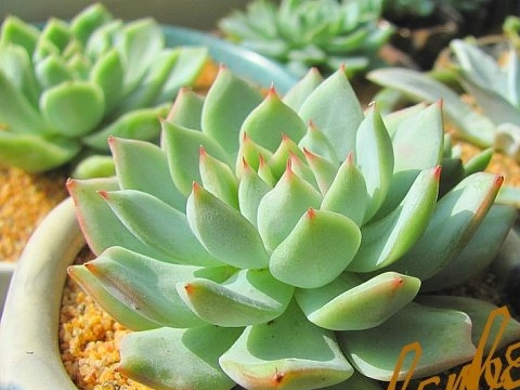 �ٱ�EcheveriacvTippy