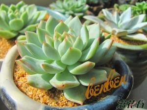 �ٱ�EcheveriacvTippy