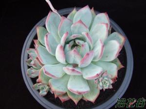 Echeveria colorata ʯֲ͵ʯƷ