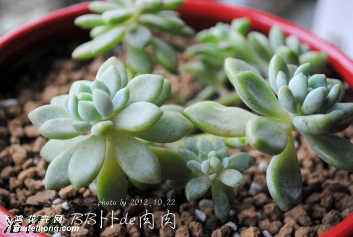 ֬Sedum clavatum