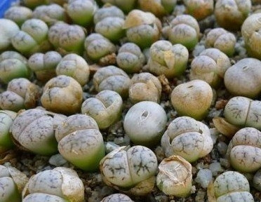 云映玉Lithops werneri C188