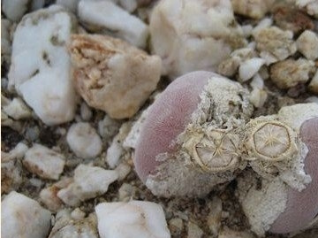 宝辉玉(Muiria hortenseae)