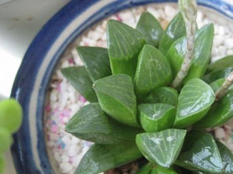 青鸟寿(Haworthia retusa)