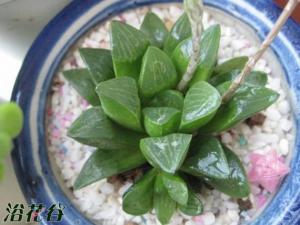 (Haworthia retusa) ֲ갫С޾Ҷʺг״