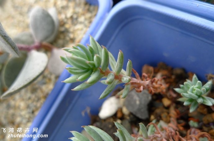 Sedum reflexum