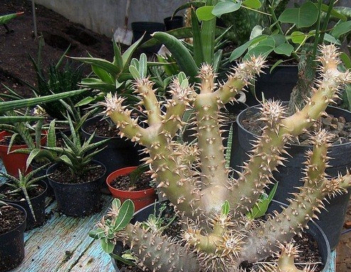 Ͳ����Pachypodium rosulatum var. horombense