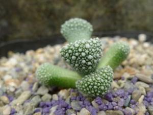 ŮӰTitanopsis primosii ŮӰTitanopsis primosiiӿŮŮӰԭϷ