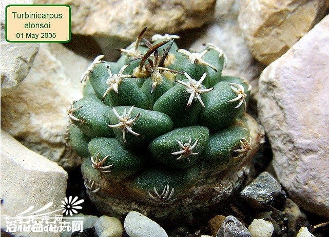 ໨Turbinicarpus alonsoi