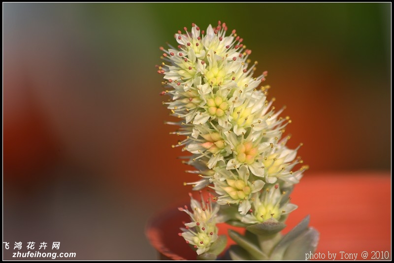 白蔓莲Orostachys furusei