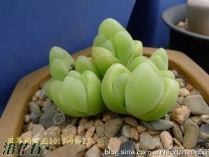 Gibbaeum cryptopodiu