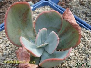 Echeveria gigantea ׳쳤