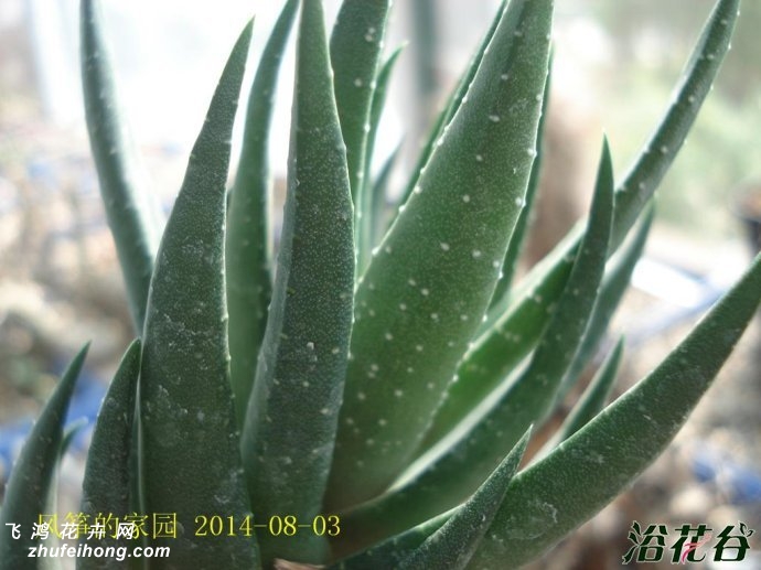 צHaworthia coarctata var. coarctata f.greenii