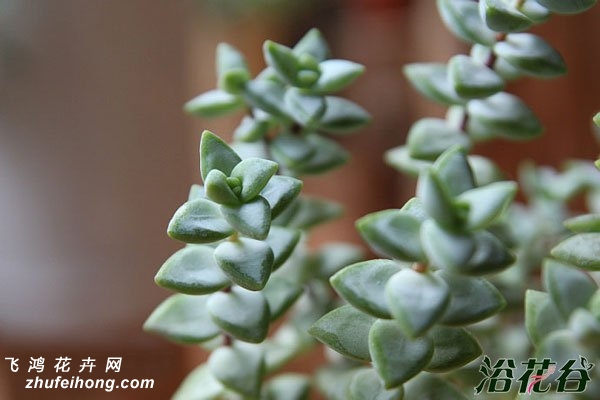 ǣţCrassula rupestris