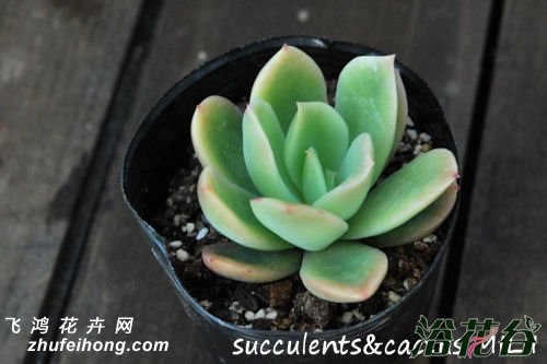 Echeveria Golden Glow