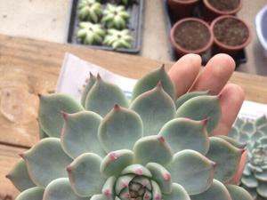 Echeveria lindsayana ʯֲ