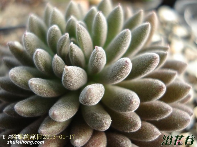 ʯSinocrassula yunnanensis