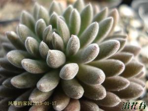 ʯSinocrassula yunnane ʯΪʯֲԭй