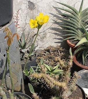 Ͳ����Pachypodium rosulatum var. horombense