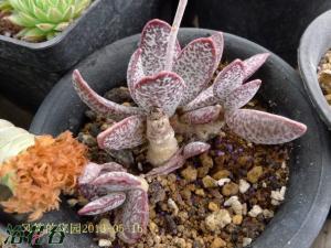 ҶAdromischus trigynus varֲ