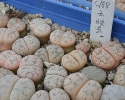 云映玉Lithops werneri C188