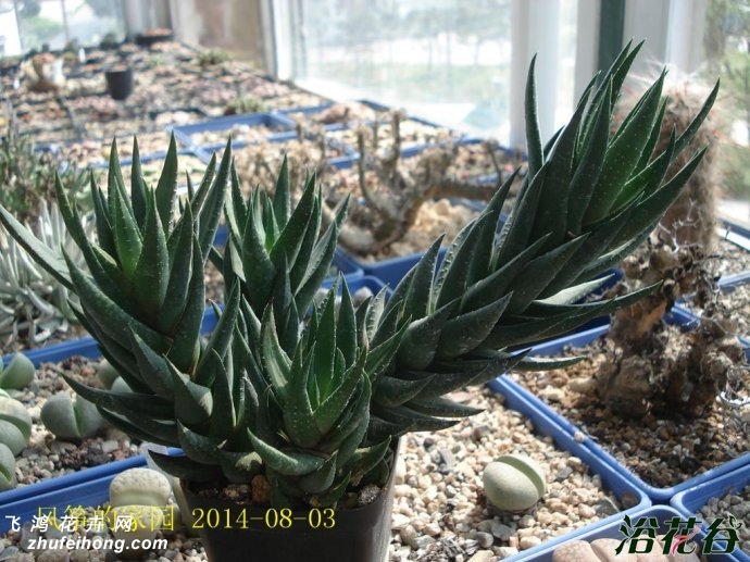 צHaworthia coarctata var. coarctata f.greenii