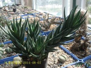 צHaworthia coarctata צɹƣצһ