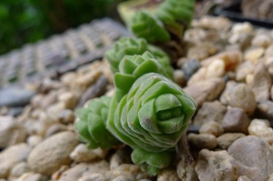 绒塔Crassula columnella