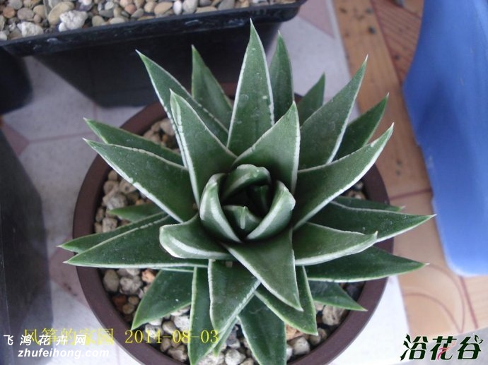 Haworthia MarginataWhite Edge