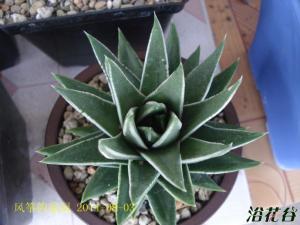 Haworthia Marginat װٺϿӲҶʮ