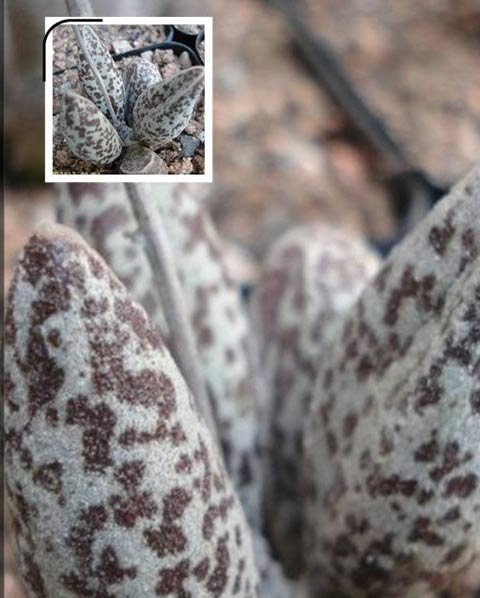 黄鱼水泡Adromischus marianae v
