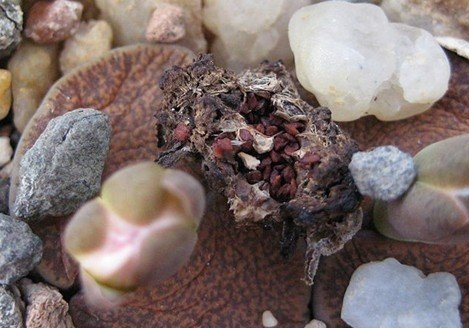 Ħ C141 Lithops lesliei ssp. lesliei v. mariae