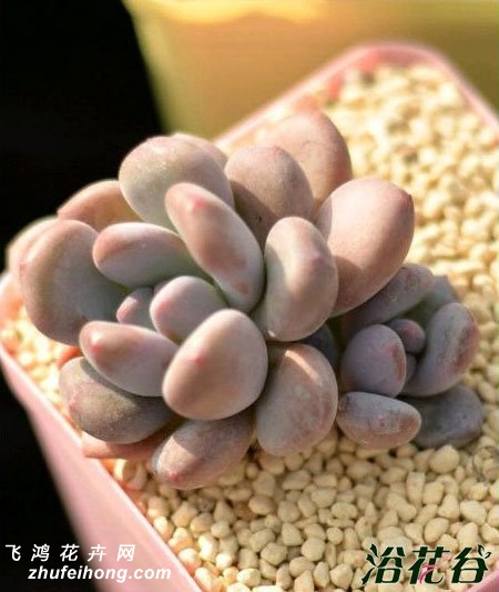 Pachyphytum oviferum var