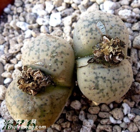 Դ C207 Lithops gesinae v. gesinae