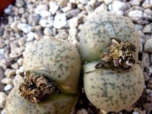 Դ C207 Lithops gesina