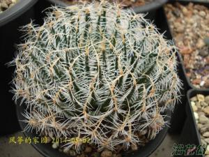 ĵHaworthia arachnoide һǳȻֲ֣꾧Ө͸