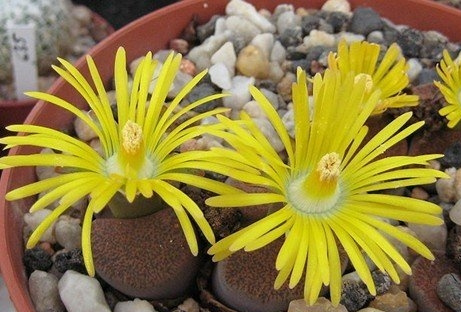 Ħ C141 Lithops lesliei ssp. lesliei v. mariae