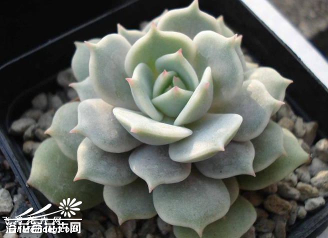 ¶Echeveria lola