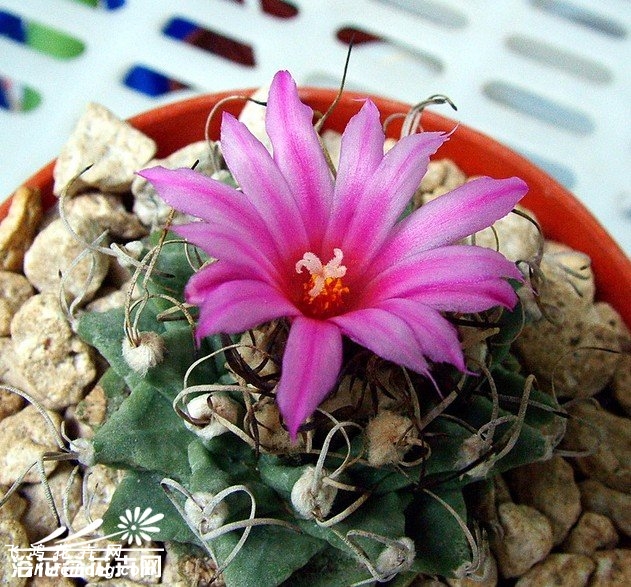 ໨Turbinicarpus alonsoi