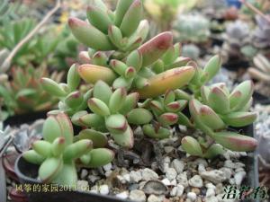 С칷crassula nudicaulis С칷ֲΪСƷ