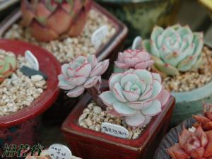 貨Echeveria sbucorym 貨026Ϊʯֲ