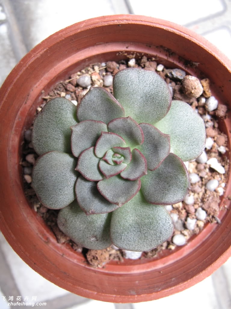 ĦEcheveria moranii