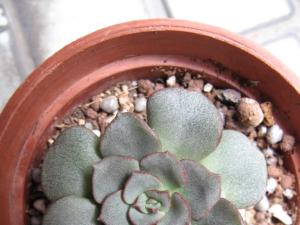 ĦEcheveria moranii ¶ܵյĵط