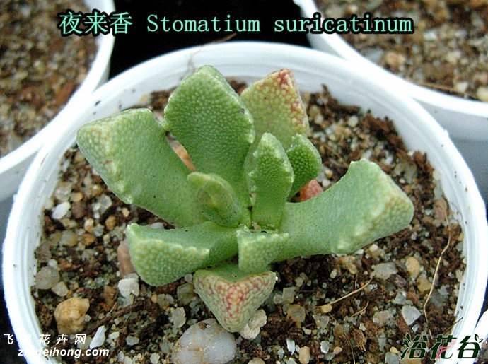 夜来香Stomatium