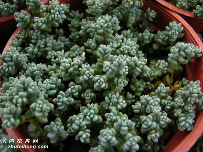 Sedum dasyphyllum