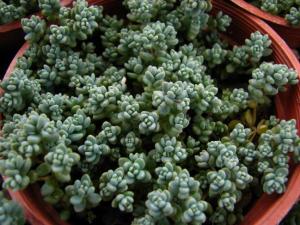 Sedum dasyphyllum