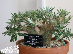 Pachypodium rosula ҿưԭ˹