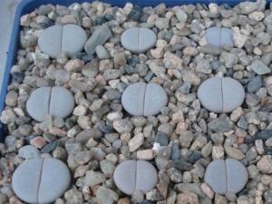 Lithops pseudotruncate