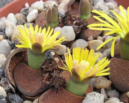 Ħ C141 Lithops lesliei ssp. lesliei v. mariae